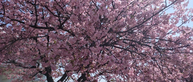 ファイル 4538-1.jpg