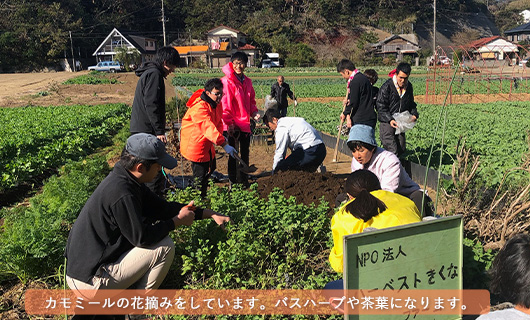 ハーベストきくな1